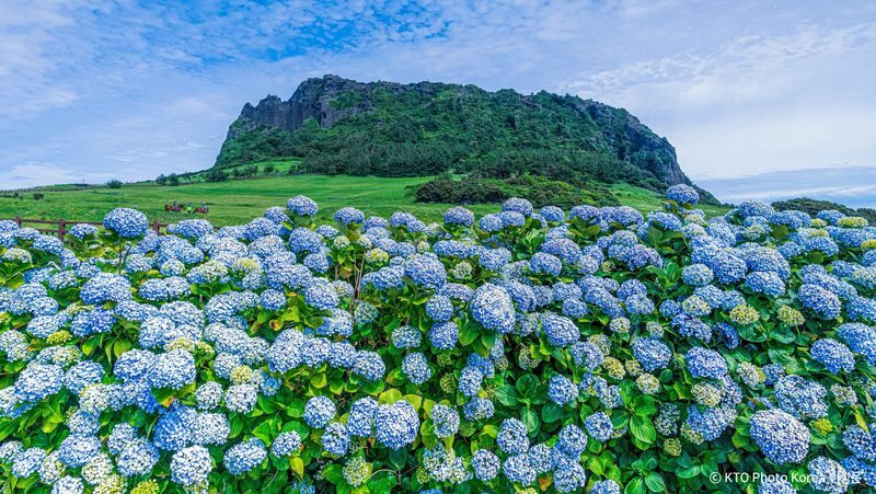 Jeju Purple & K-Drama Small Group Tour (East/West/South) - Camellia Hill and the final restaurant stop
