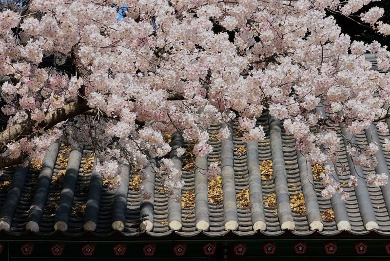Jeju Small Group Cherry Blossom Tour & Women Divers Show - A Jeju day built around flowers, not just flowers