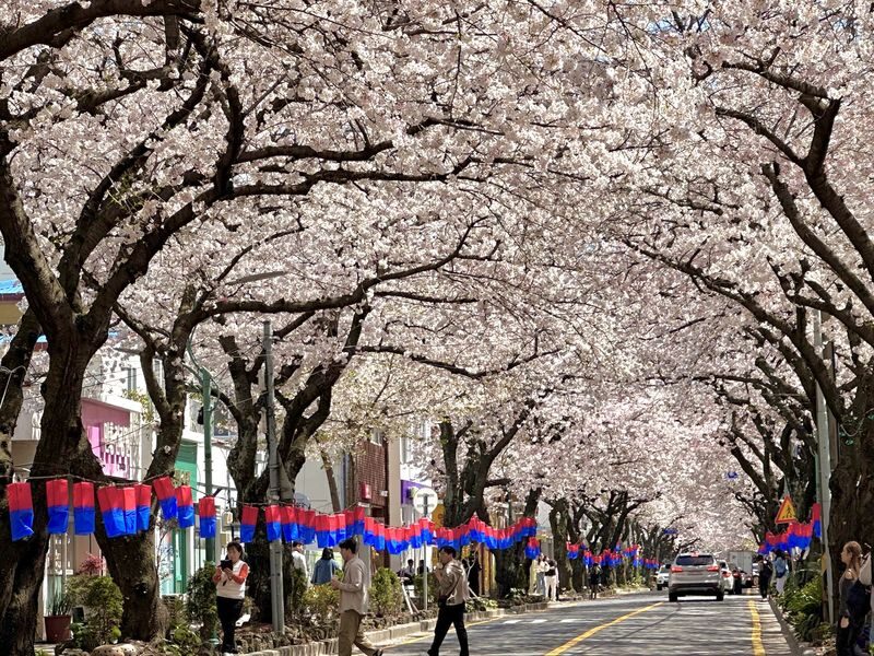 Jeju Small Group Cherry Blossom Tour & Women Divers Show - Hallasan and the short Eorimok walk