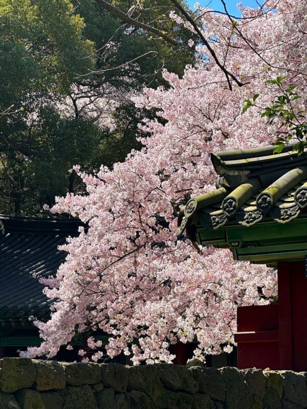 Jeju Small Group Cherry Blossom Tour & Women Divers Show - Cheonjeyeon Falls: a calm change of pace
