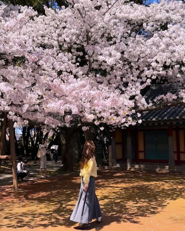 Jeju Small Group Cherry Blossom Tour & Women Divers Show - Tangerine treats in a converted farm storehouse