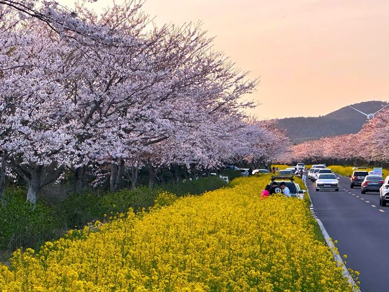 Jeju Small Group Cherry Blossom Tour & Women Divers Show - O’Sulloc and Innisfree: tea, matcha and K-beauty