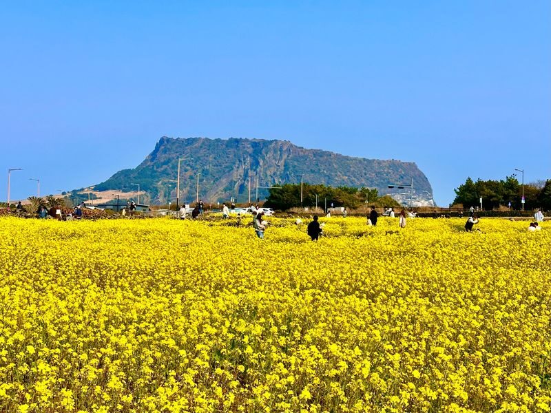 Jeju Small Group Cherry Blossom Tour & Women Divers Show - The women divers show belongs to the East route