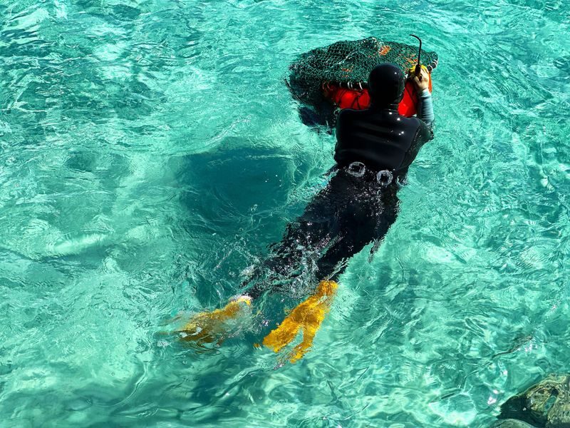 Jeju Small Group Cherry Blossom Tour & Women Divers Show - What the price includes, and what it does not