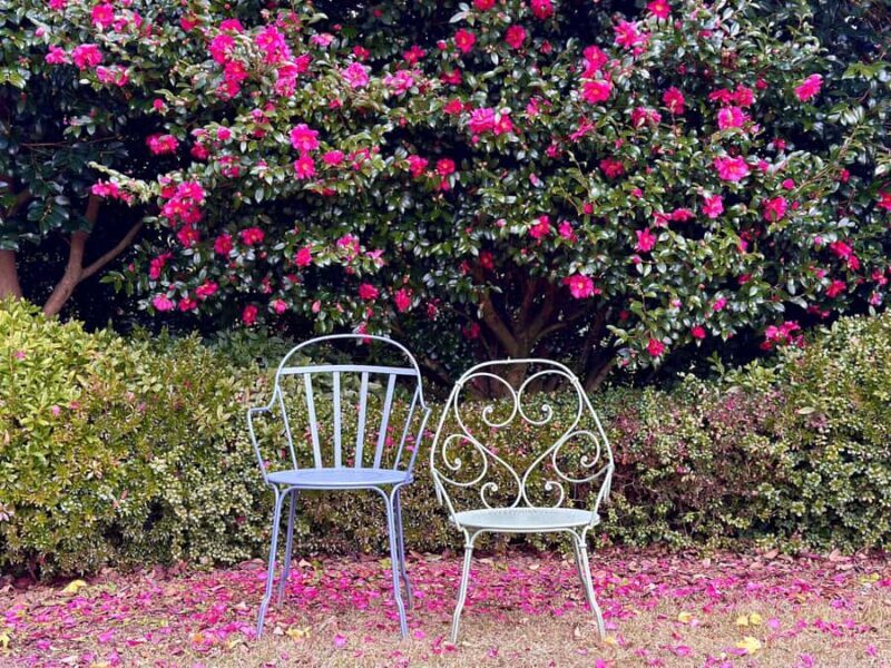 Jeju: Small Group Tour w/ Camellia & Tangerine Picking - Final Thoughts