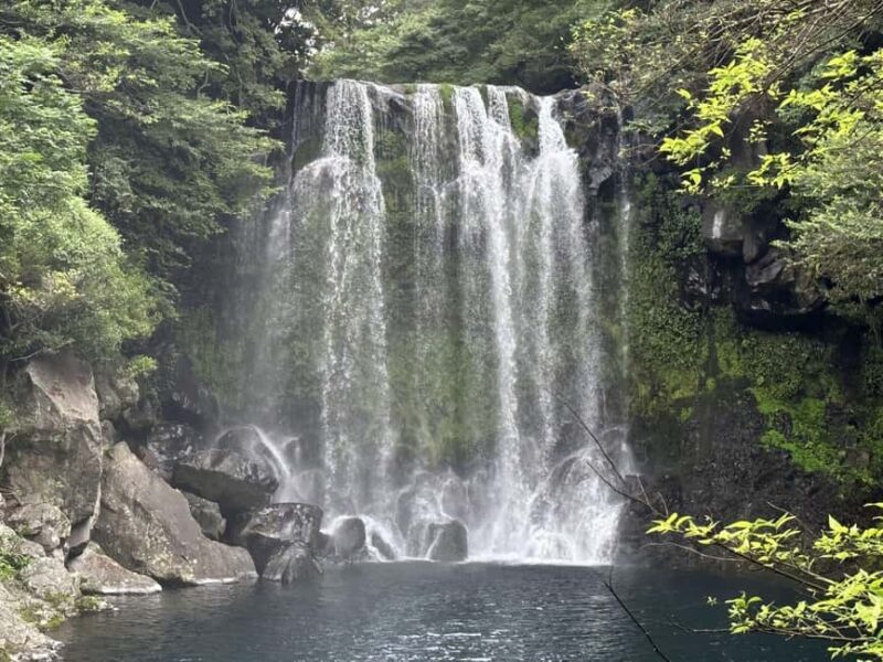 Jeju: Small Group Tour w/Pink Muhly & Tangerine Picking - Authentic Experience and Hidden Gems