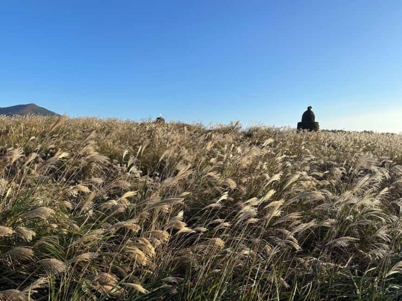 Jeju: Small Group Tour w/Pink Muhly & Tangerine Picking - The Sum Up