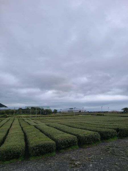 Jeju Southern: Mt.Hallasan and UNESCO Geopark Bus Tour - Questions You May Have