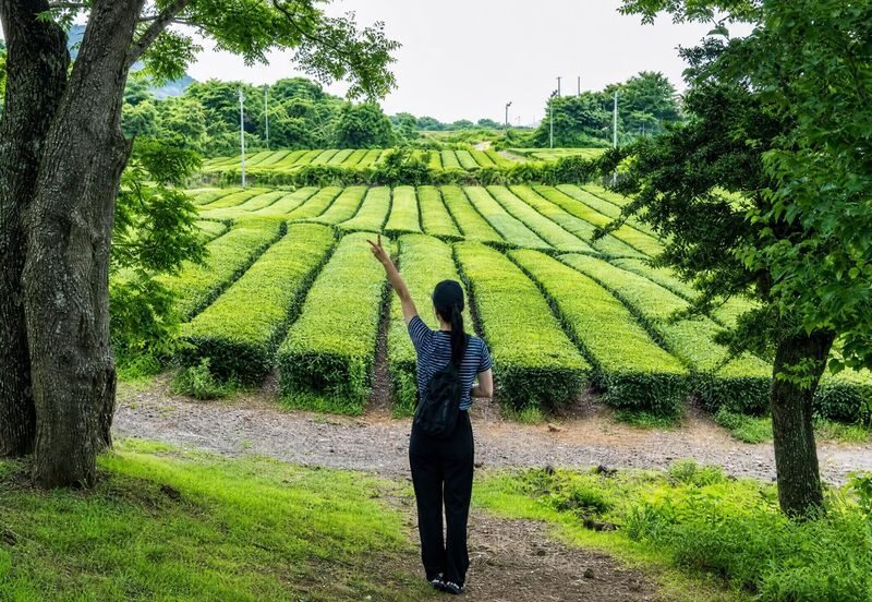Jeju Southwest/West Highlights Day Tour - Convenient Seogwipo Pickup - Guides and pacing: the human side of the trip