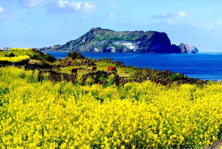 Jeju: UNESCO Sites & Sunrise Peak Hiking Small Group Tour - Tour Details