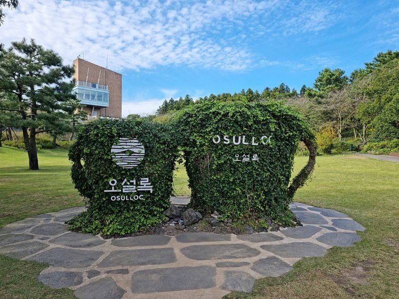 Jeju VIP Private Day Tour (East/West/South/North) - Who should book this Jeju day tour?