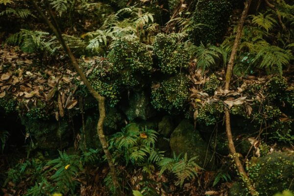Jeju West: Healing UNESCO Small Group Day Tour - Questions You May Have