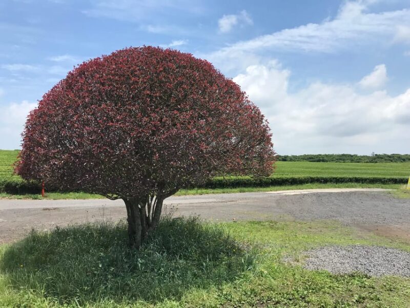 Jeju: West of Jeju Island Bus Tour from Seogwipo City - Final Thoughts: Is This Tour Worth It?