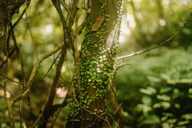 Jeju West: Small Group Healing Tour w/Caves & Dolphins - Authentic Experiences and What Travelers Really Say