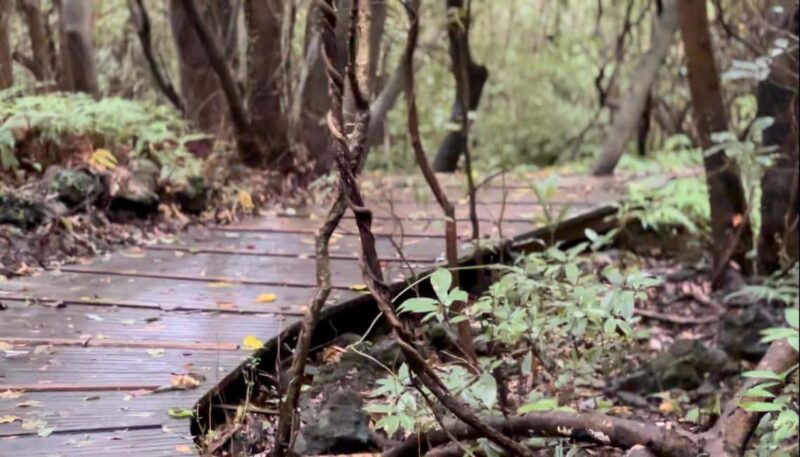 Jeju West: Small Group Healing Tour w/Caves & Dolphins - The Sum Up