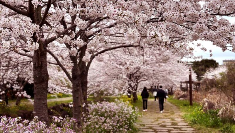 Jeju West Small Group Tour Cherry Blossom Strawberry Picking - A Complete Look at the Jeju West Small Group Tour