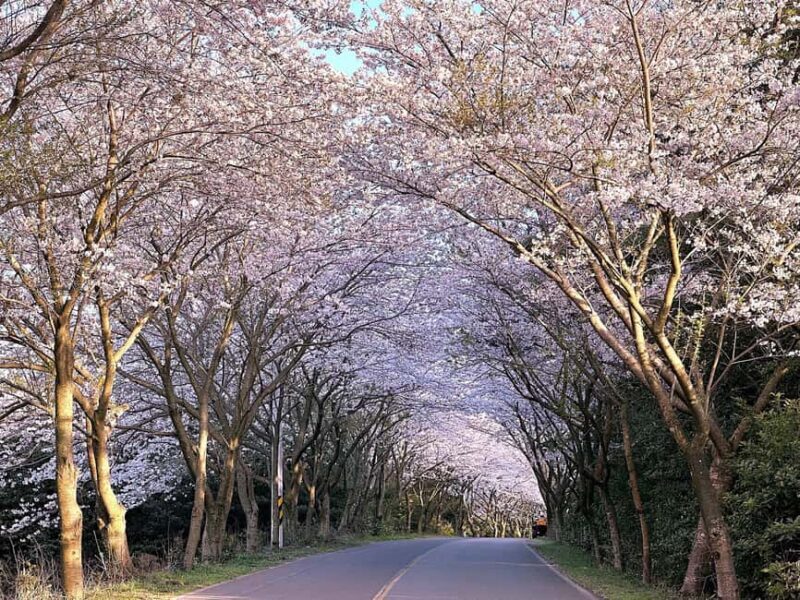 Jeju West Small Group Tour Cherry Blossom Strawberry Picking - Good To Know