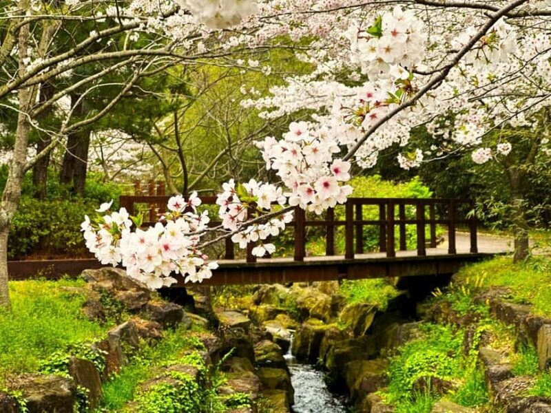 Jeju West Small Group Tour Cherry Blossom Strawberry Picking - A Detailed Look at the Jeju West Small Group Tour