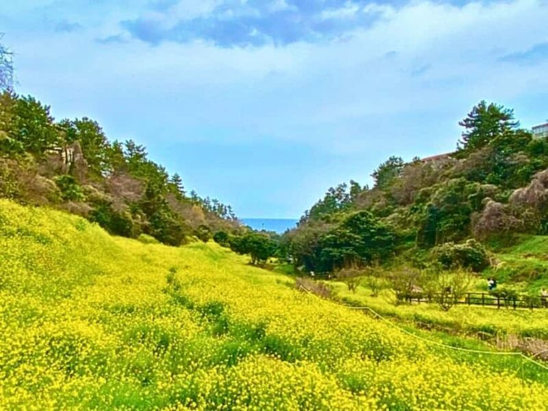 Jeju: West South Spring Canola & UNESCO Tour & Hotel Pick-up - Good To Know