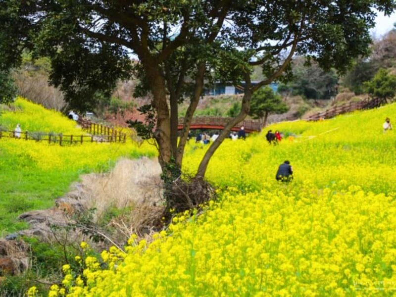 Jeju: West South Spring Canola & UNESCO Tour & Hotel Pick-up - Transportation, Group Size, and Overall Value