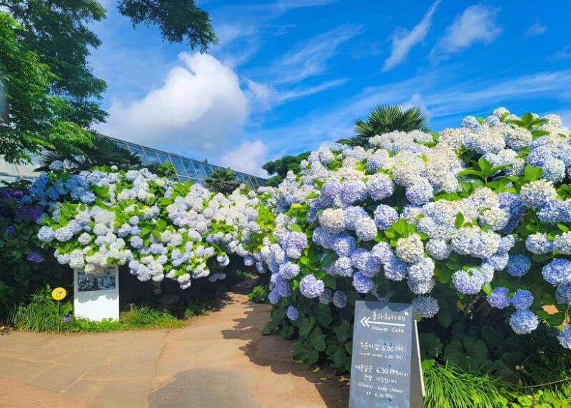 Jeju Western & Sothern : Hydrangea Festival Tour - An In-Depth Look at the Jeju Hydrangea Festival Tour