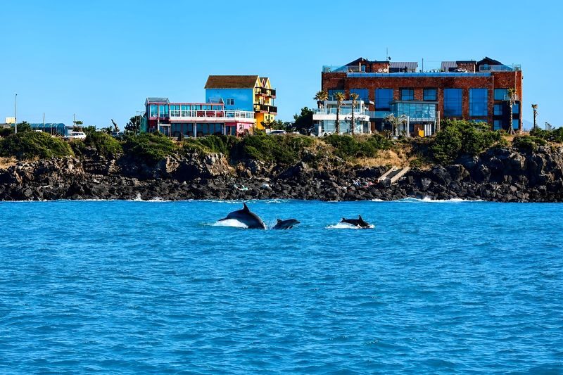 Jeju Wild Indo-Pacific Bottlenose Dolphin Watching Speedboat Tour - Timing, meeting point and transport
