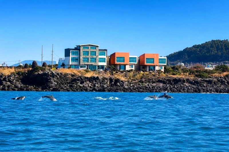 Jeju Wild Indo-Pacific Bottlenose Dolphin Watching Speedboat Tour - What the price buys