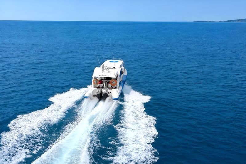 Jeju Wild Indo-Pacific Bottlenose Dolphin Watching Speedboat Tour - Should you book the Jeju dolphin speedboat tour?