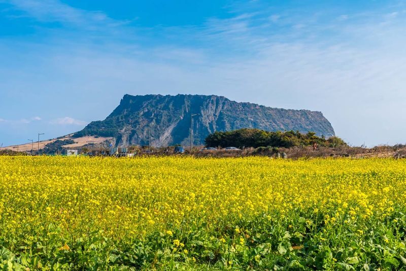 Jeju Yongnuni Oreum & Ilchulbong Full-Day Private Tour - A guide can make the schedule feel easier