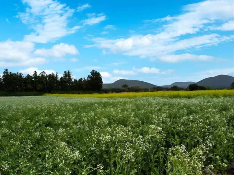 Jeju:K-Drama Spot When Life Gives You Tangerines Hotel pick - An In-Depth Look at the Jeju K-Drama Tour