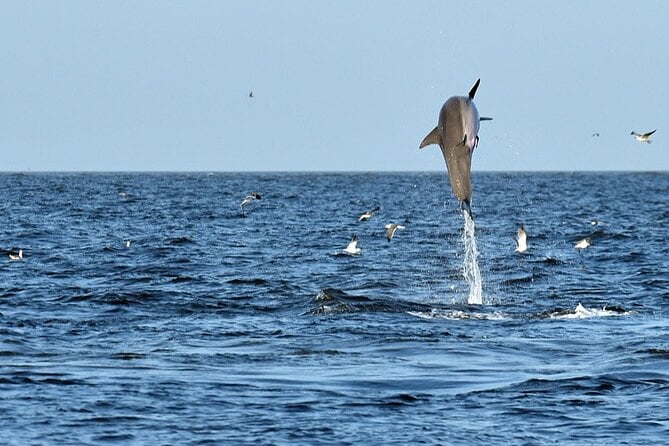 Jekyll Island Dolphin Tours - Exploring Coastal Waterways