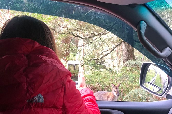 Jenolan Caves Blue Mountains Day Tour River Cruise - The Sum Up