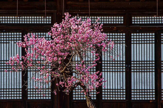 Jeonju Hanok Village and Plum Blossom Festival Shared Tour - Who Is This Tour Best For?