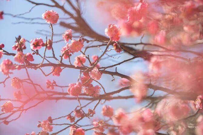 Jeonju Hanok Village and Plum Blossom Festival Shared Tour - FAQs