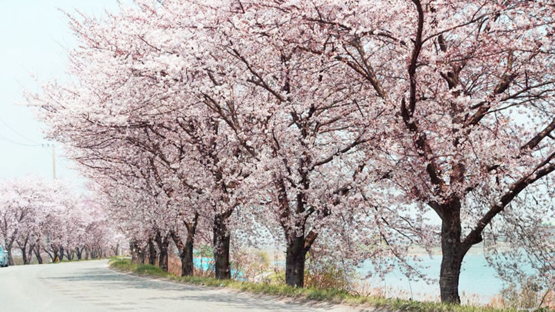 Jeonju Hanok Village & Deokjin Park Spring Blossoms Tour - Two sides of Jeonju in one outing