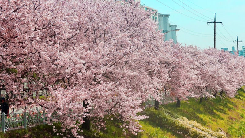 Jeonju Hanok Village & Deokjin Park Spring Blossoms Tour - Deokjin Park: the spring-flower stop
