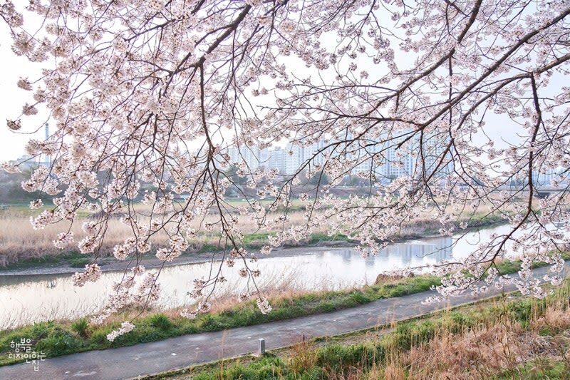 Jeonju Hanok Village & Deokjin Park Spring Blossoms Tour - Jenny’s role and what it means for your day