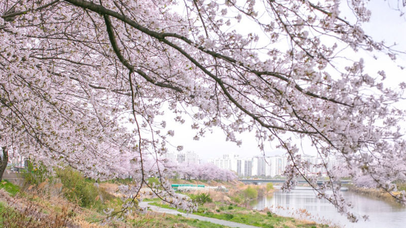 Jeonju Hanok Village & Deokjin Park Spring Blossoms Tour - Is $93.39 good value?