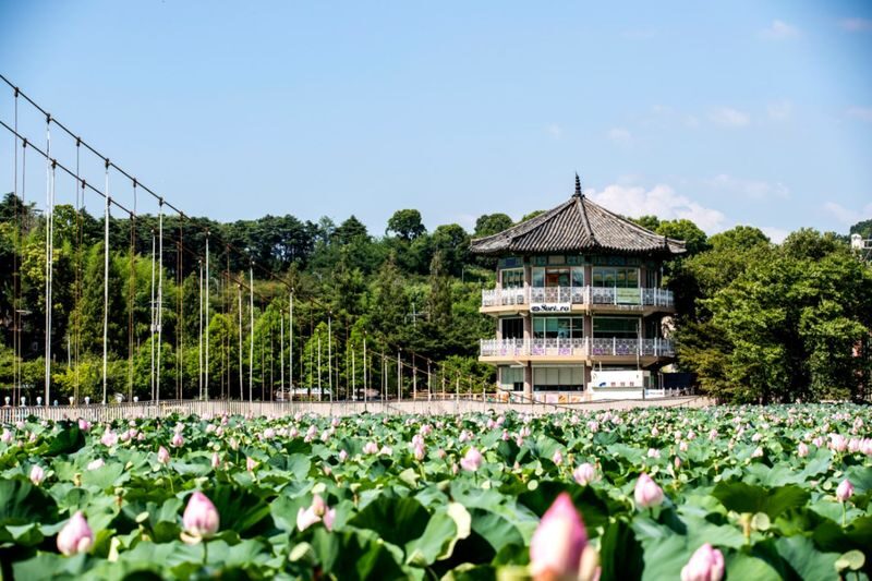 Jeonju Hanok Village & Deokjin Park Spring Blossoms Tour - Who should book this Jeonju tour?
