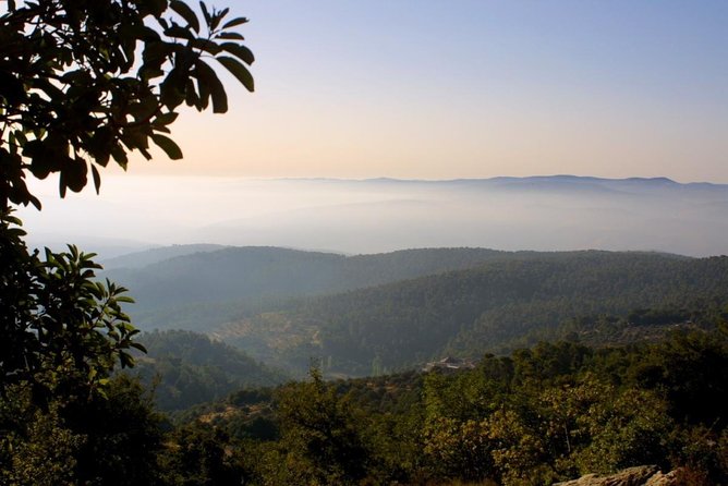 Jerash, Ajloun, & Um Qais Day Tour From Amman - Ajloun Castle