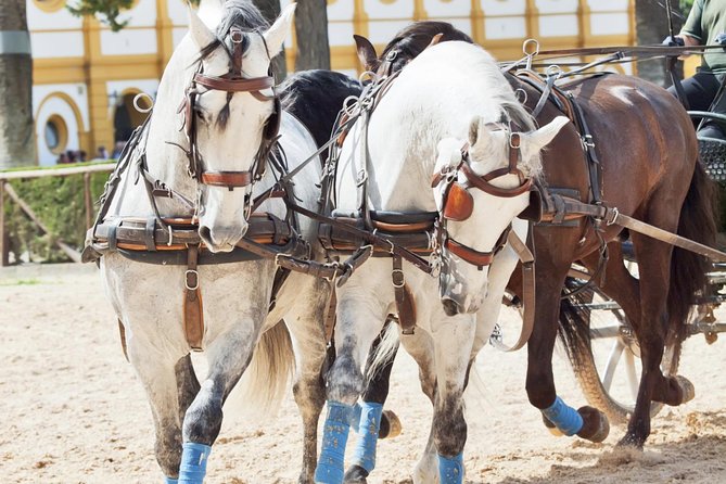 Jerez & Cadiz Winery With Tasting & Opt Horse Show From Seville - Mixed Reviews