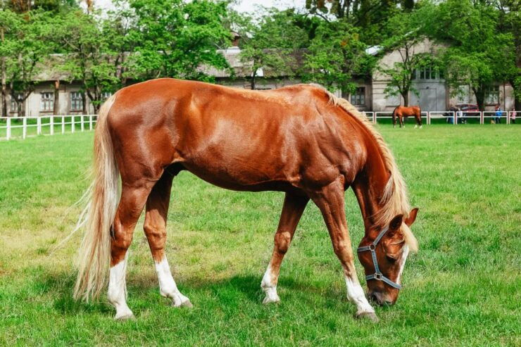 Jerez De La Frontera: How the Andalusian Horses Dance - Experience Highlights of the Equestrian Ballet