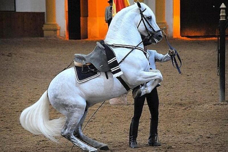 Jerez: Historic Center of Jerez and Horse Show - Good To Know