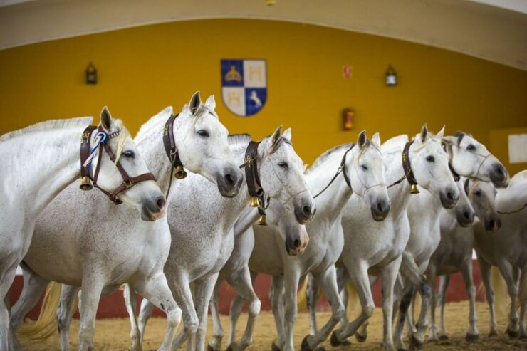 Jerez: Yeguada De La Cartuja Carthusian Horses Tour - Tour Duration and Language Options