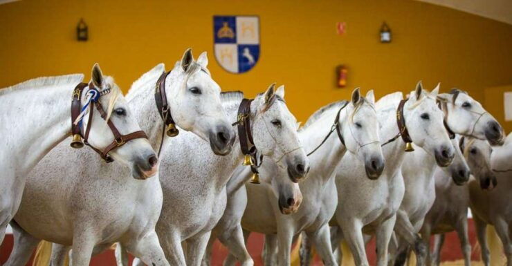 Jerez: Yeguada De La Cartuja Carthusian Horses Tour - Accessibility and Farm Visit Details