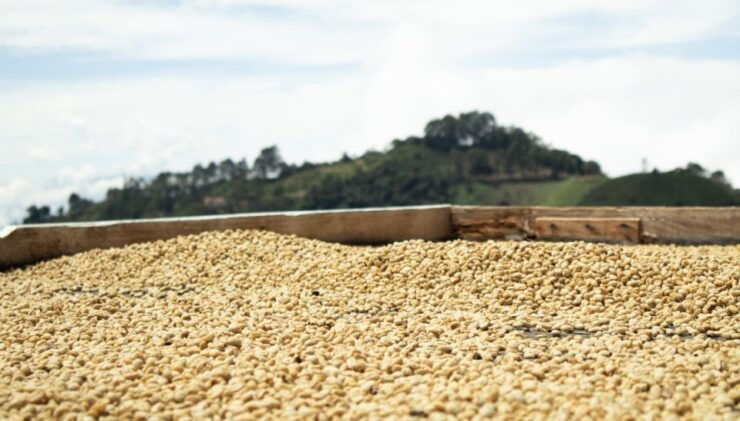 Jericó: Coffee Tour Don Rafa - Good To Know