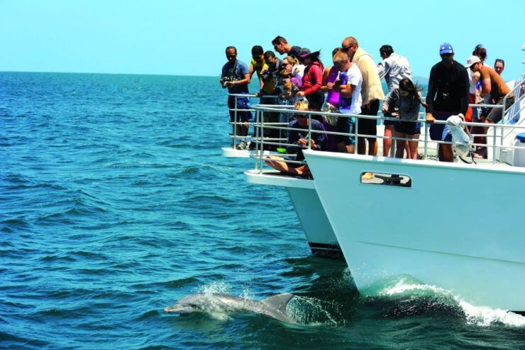 Jervis Bay: 1.5-Hour Dolphin Cruise - Activity Details