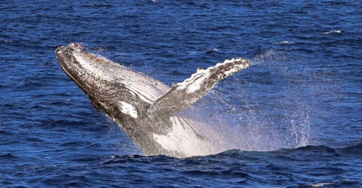 Jervis Bay: 2-Hour Whale Watching Cruise - Activity Details
