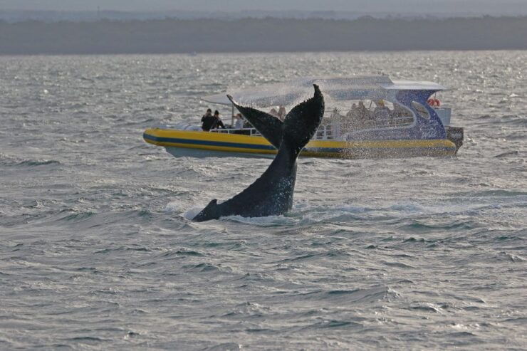 Jervis Bay: 2-Hour Whale Watching Cruise - Experience