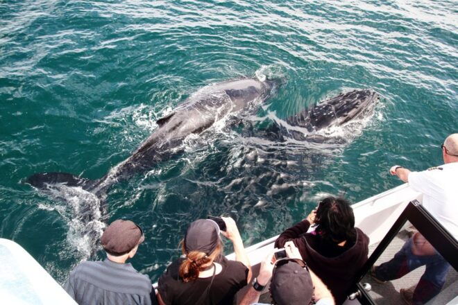 Jervis Bay: 2-Hour Whale Watching Cruise - Inclusions